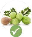 Triphala